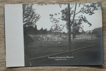 AK München / 1920er Jahre / Foto Aufnahme / Tierpark Hellabrunn Vogel Kolonie